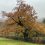 Widecombe Poems