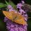 Widecombe Nature Notes