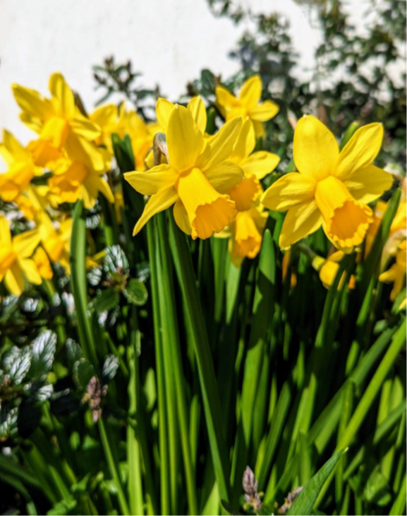 Parish Link for March 2026 now available